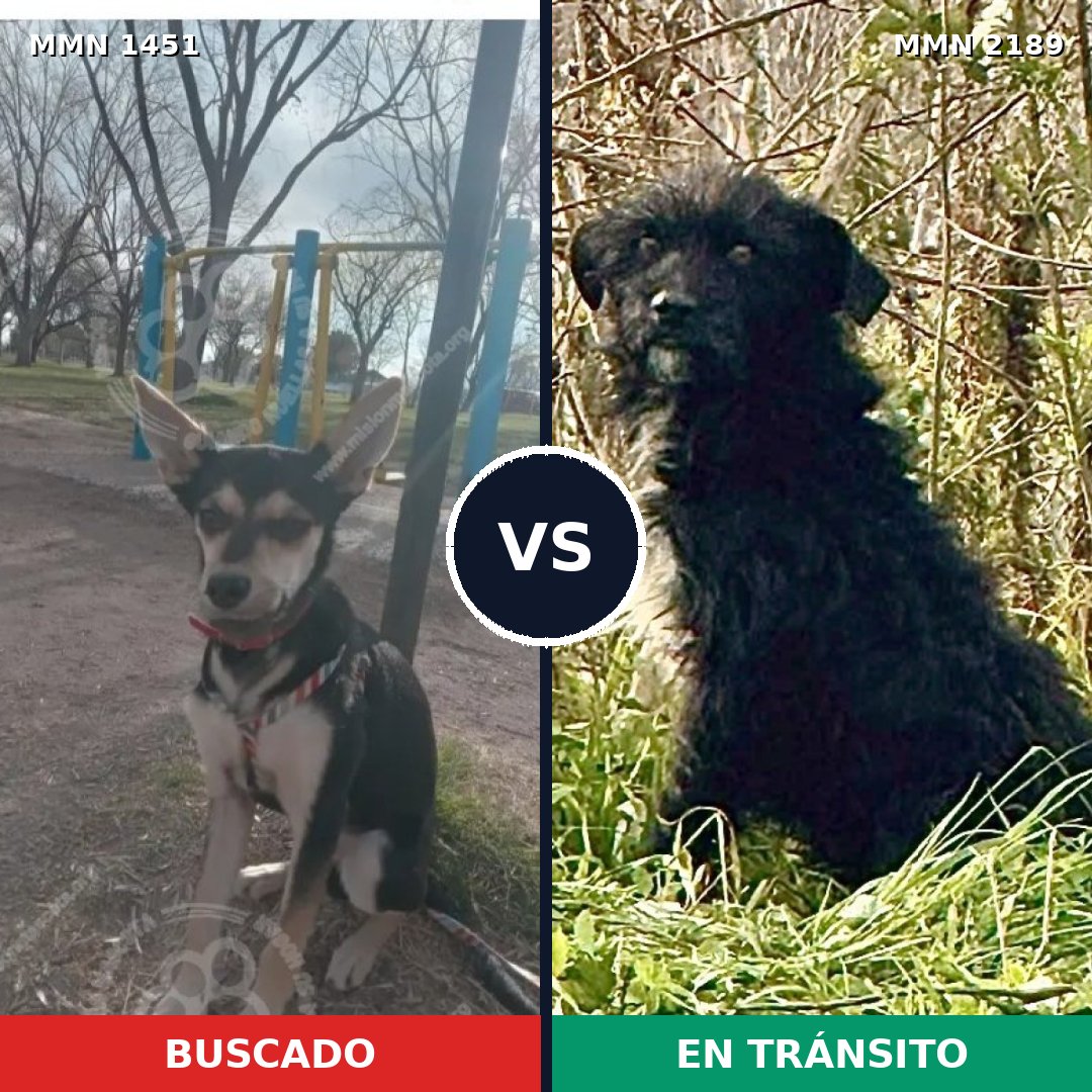 Comparativa MMS 65913: mascota perdida y mascota encontrada, 74% de similitud