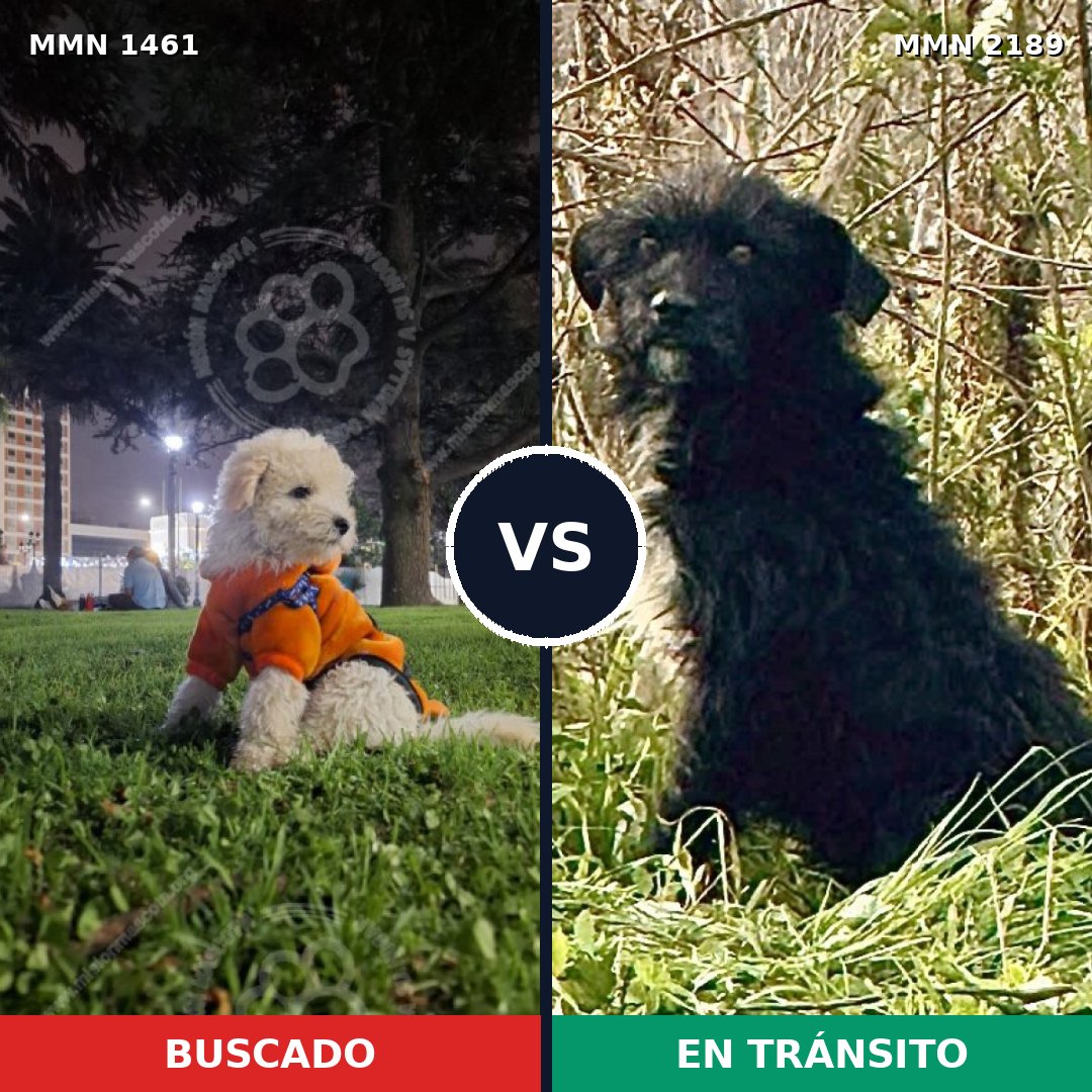 Comparativa MMS 65914: mascota perdida y mascota encontrada, 31% de similitud