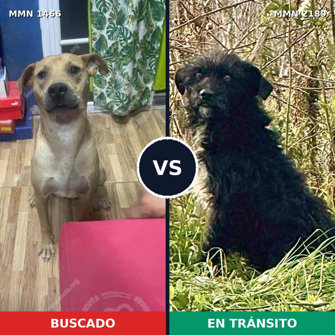Comparativa MMS 65915: mascota perdida y mascota encontrada, 73% de similitud