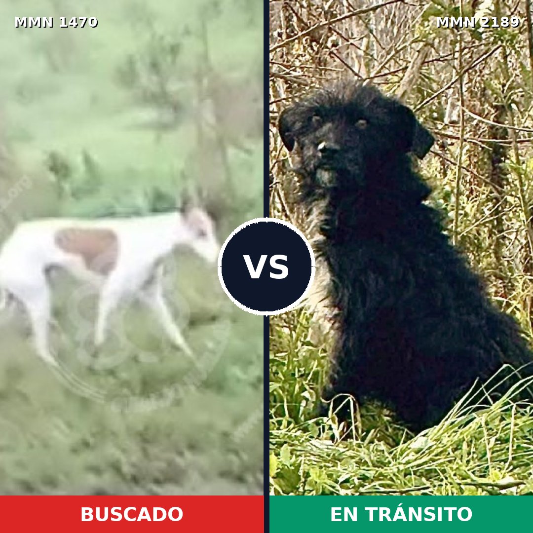 Comparativa MMS 65916: mascota perdida y mascota encontrada, 50% de similitud