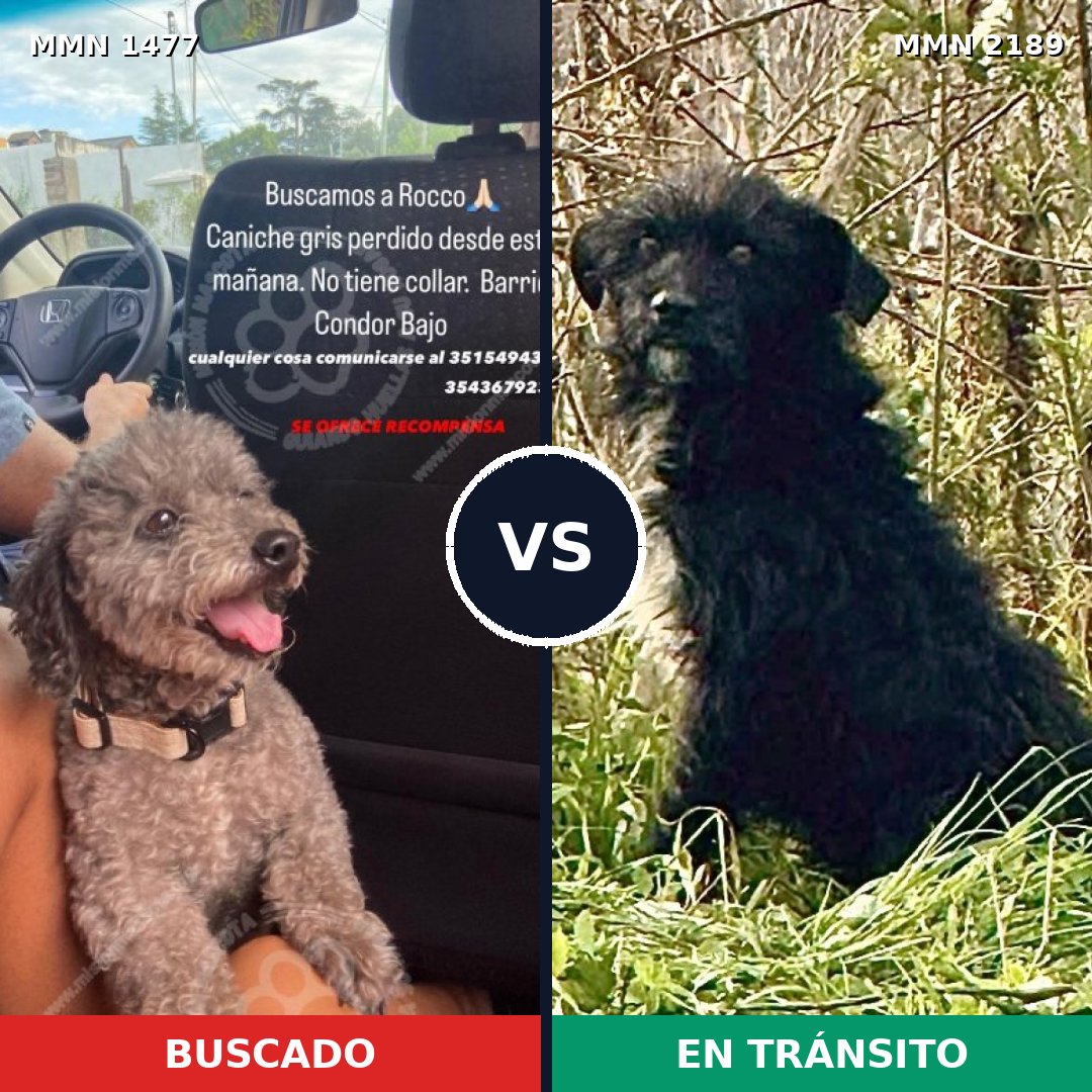 Comparativa MMS 65917: mascota perdida y mascota encontrada, 28% de similitud