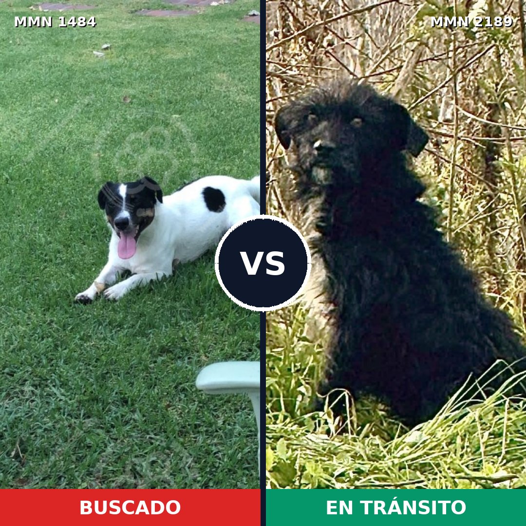 Comparativa MMS 65918: mascota perdida y mascota encontrada, 44% de similitud