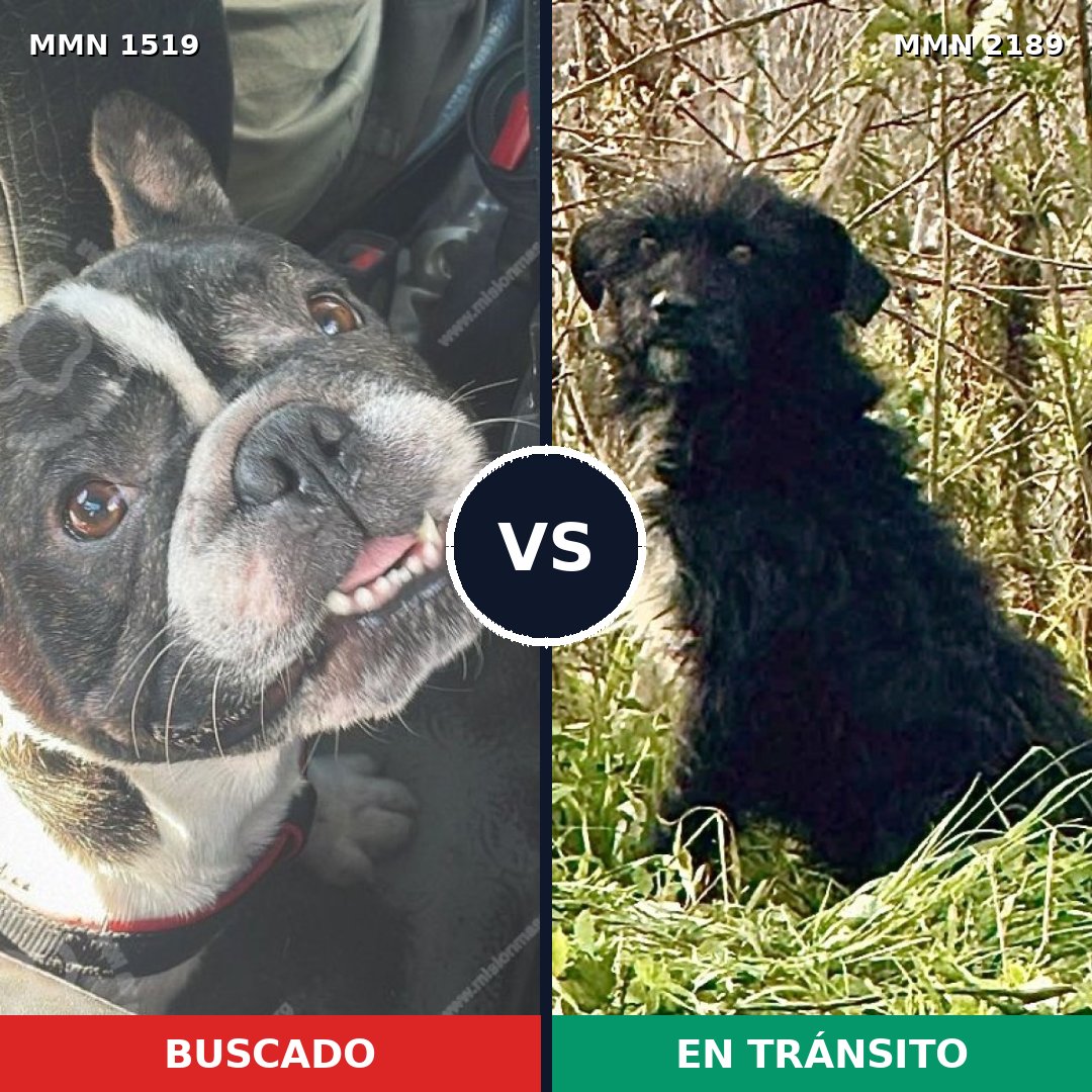 Comparativa MMS 65919: mascota perdida y mascota encontrada, 49% de similitud