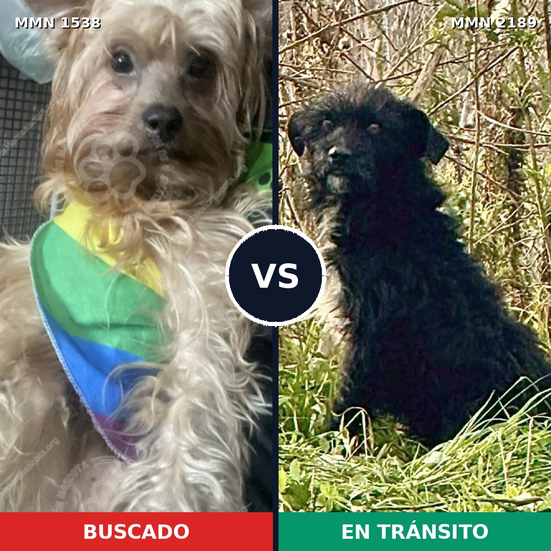 Comparativa MMS 65920: mascota perdida y mascota encontrada, 51% de similitud