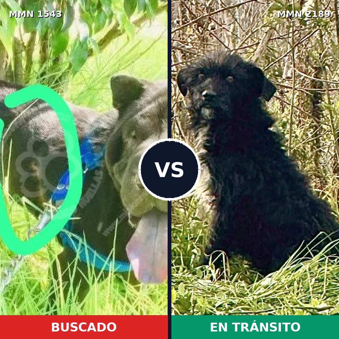 Comparativa MMS 65921: mascota perdida y mascota encontrada, 47% de similitud