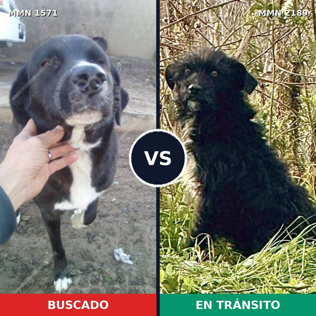 Comparativa MMS 65922: mascota perdida y mascota encontrada, 72% de similitud