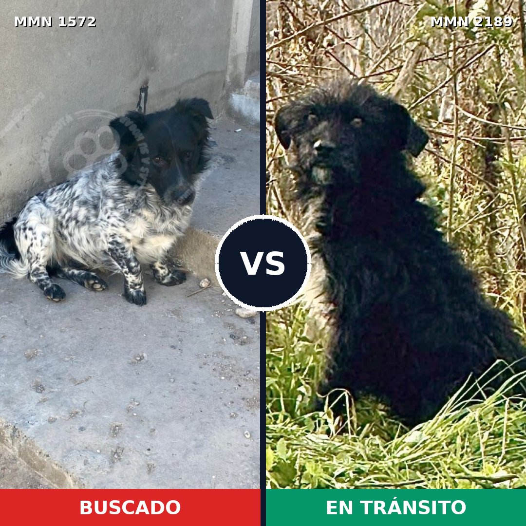 Comparativa MMS 65923: mascota perdida y mascota encontrada, 77% de similitud