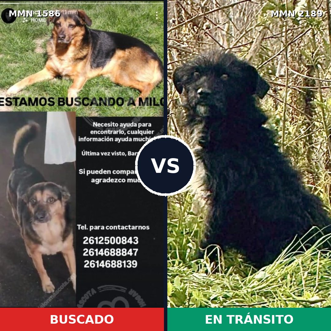 Comparativa MMS 65924: mascota perdida y mascota encontrada, 71% de similitud