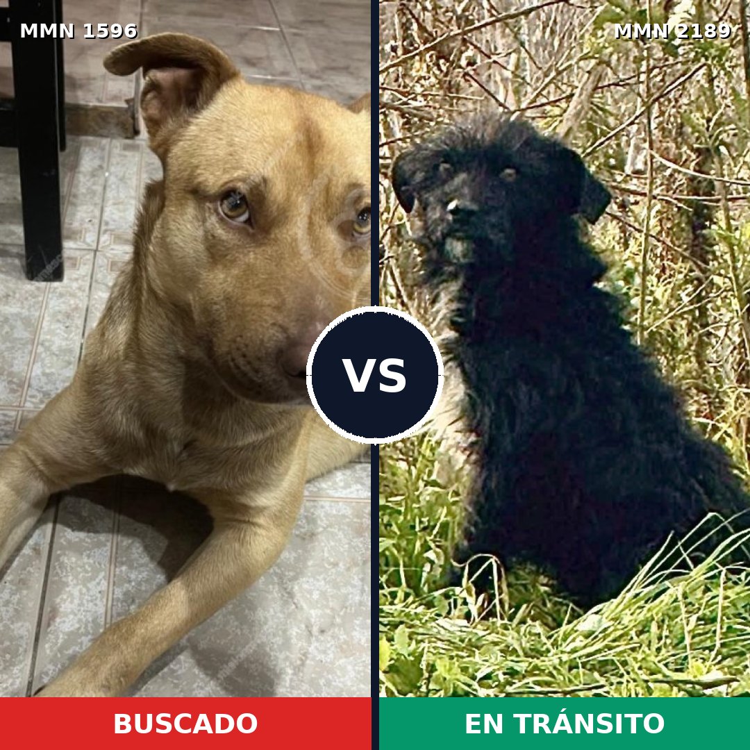 Comparativa MMS 65925: mascota perdida y mascota encontrada, 59% de similitud