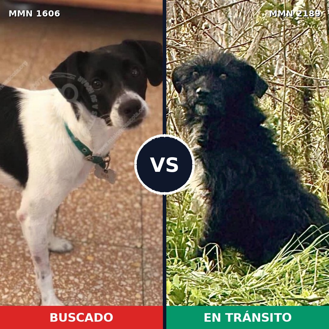 Comparativa MMS 65926: mascota perdida y mascota encontrada, 56% de similitud