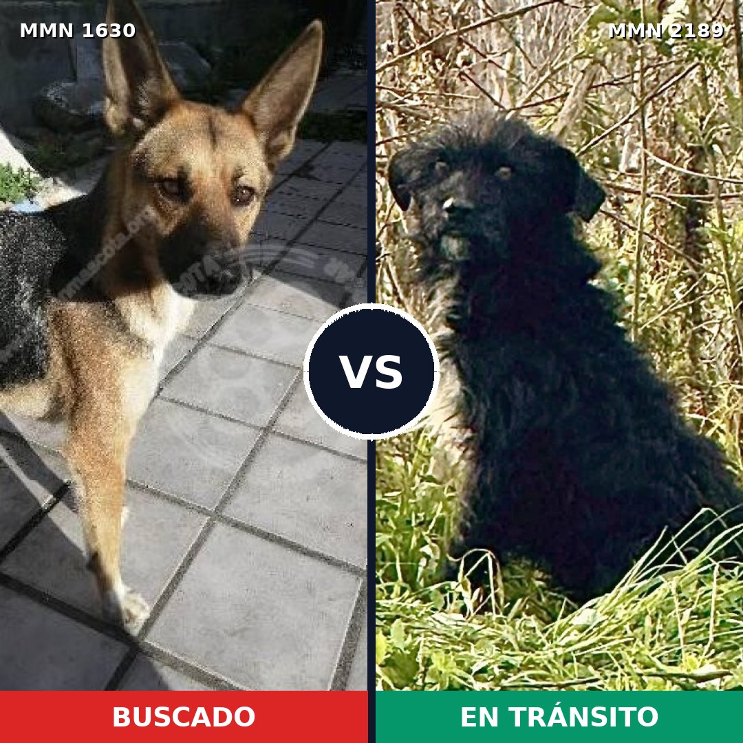Comparativa MMS 65927: mascota perdida y mascota encontrada, 70% de similitud