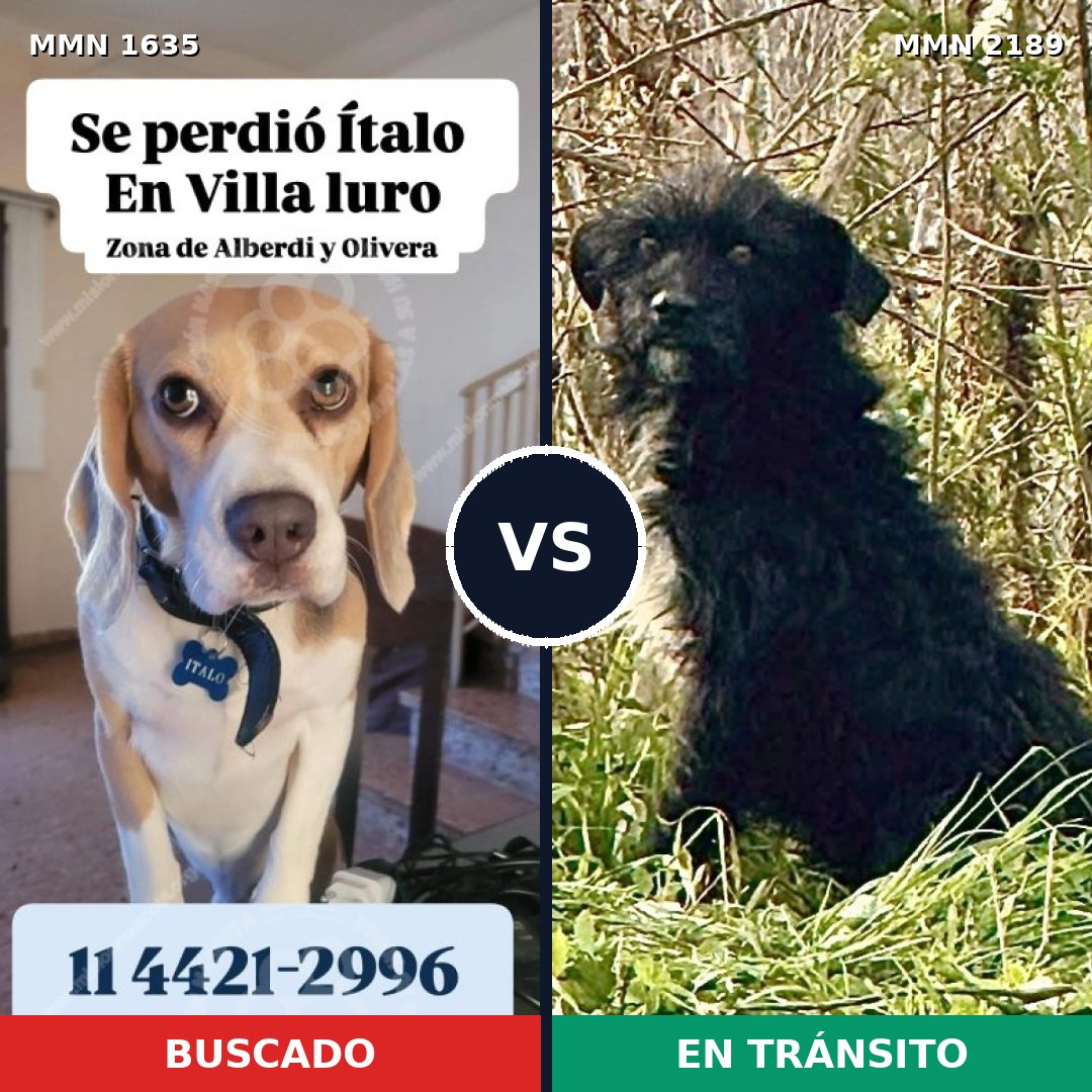 Comparativa MMS 65928: mascota perdida y mascota encontrada, 26% de similitud