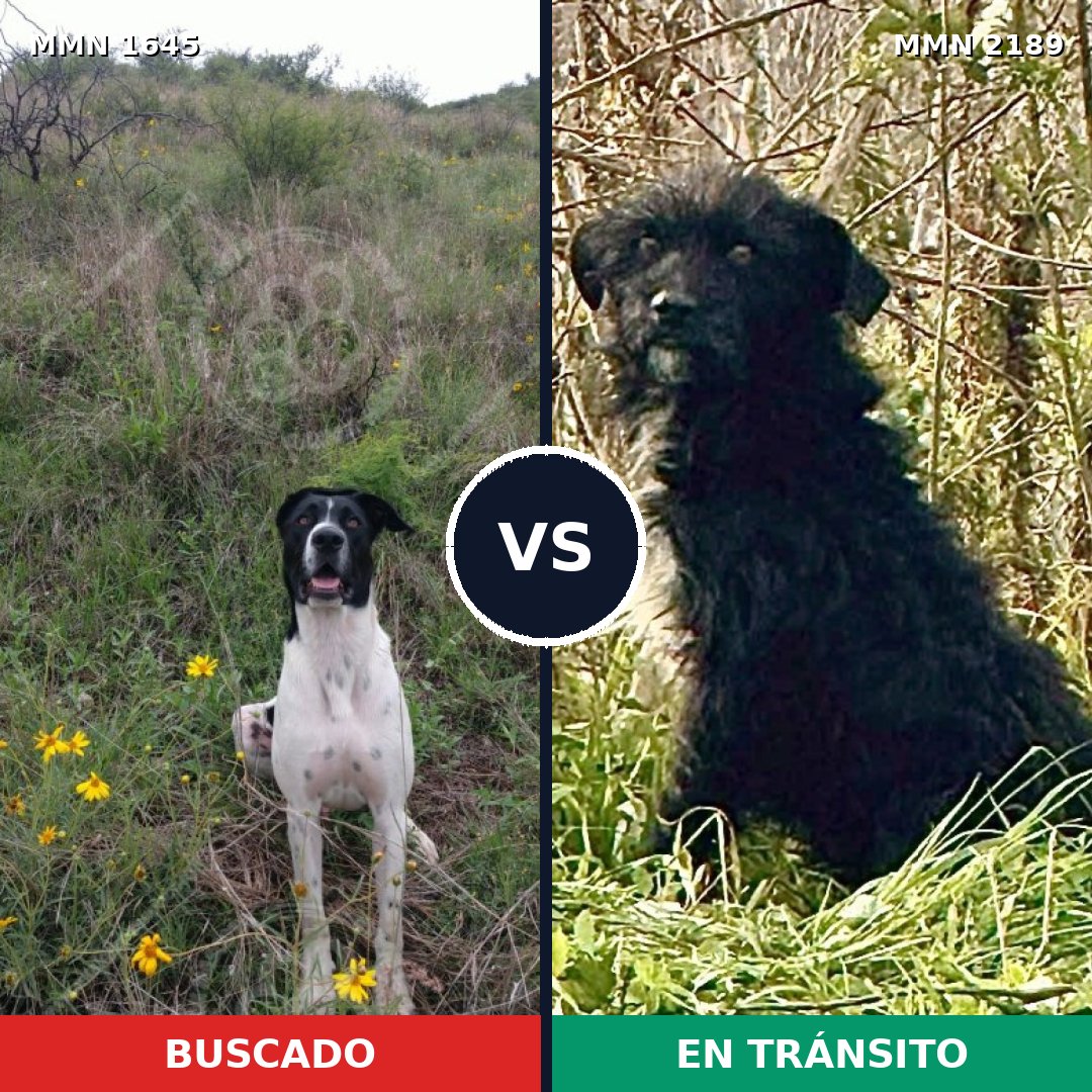 Comparativa MMS 65930: mascota perdida y mascota encontrada, 43% de similitud