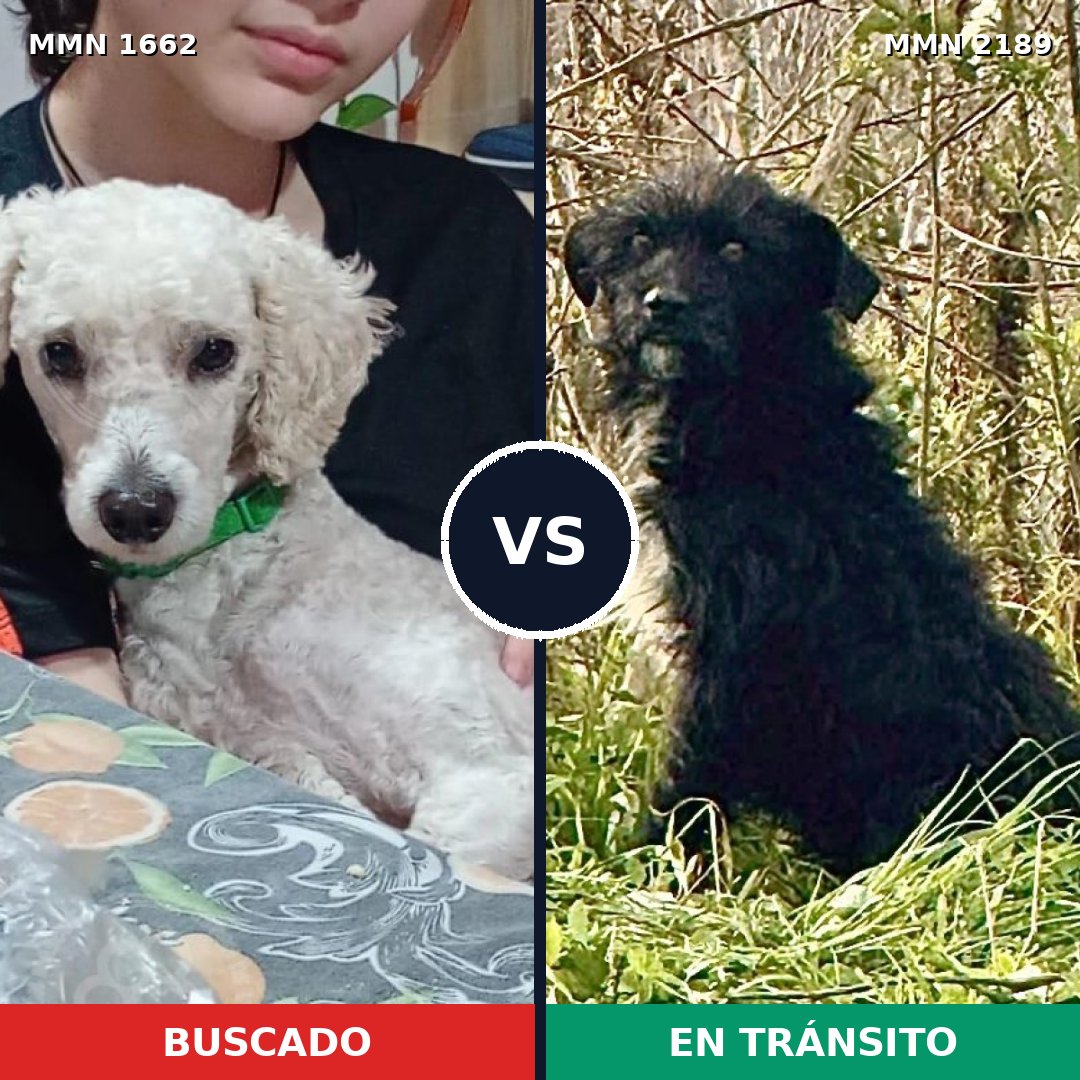 Comparativa MMS 65931: mascota perdida y mascota encontrada, 22% de similitud