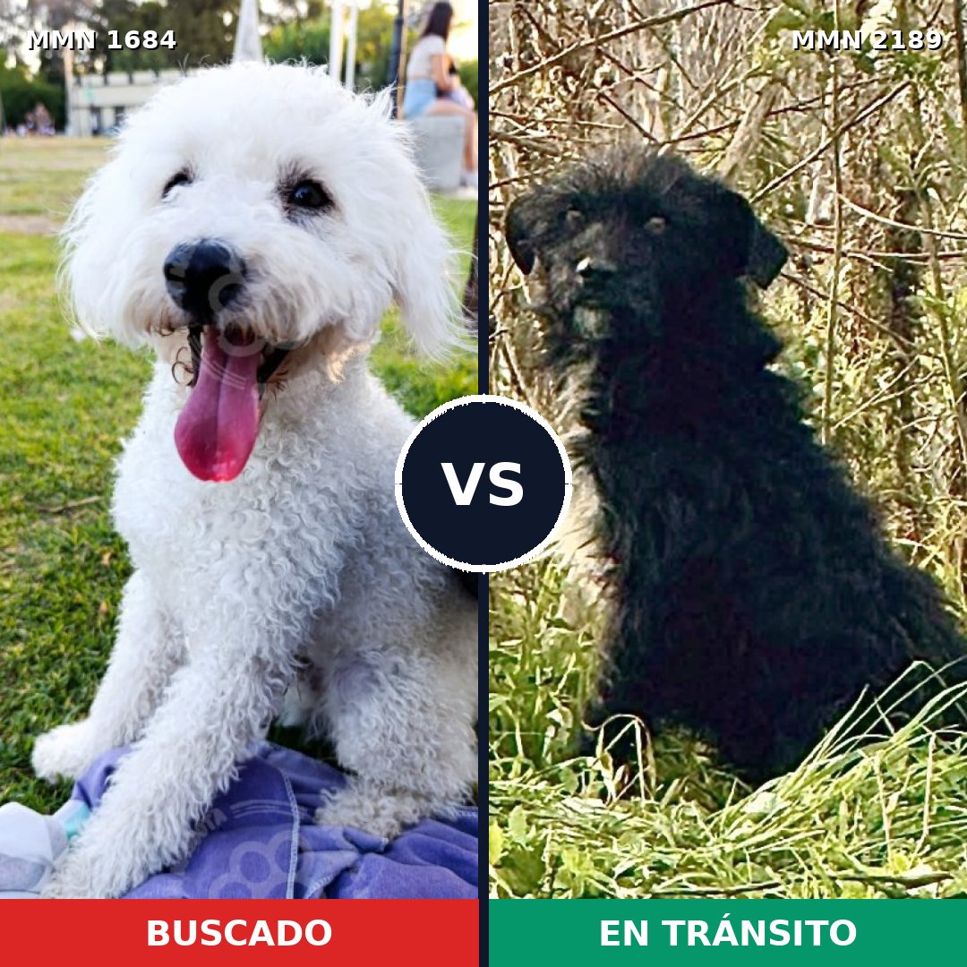 Comparativa MMS 65933: mascota perdida y mascota encontrada, 41% de similitud