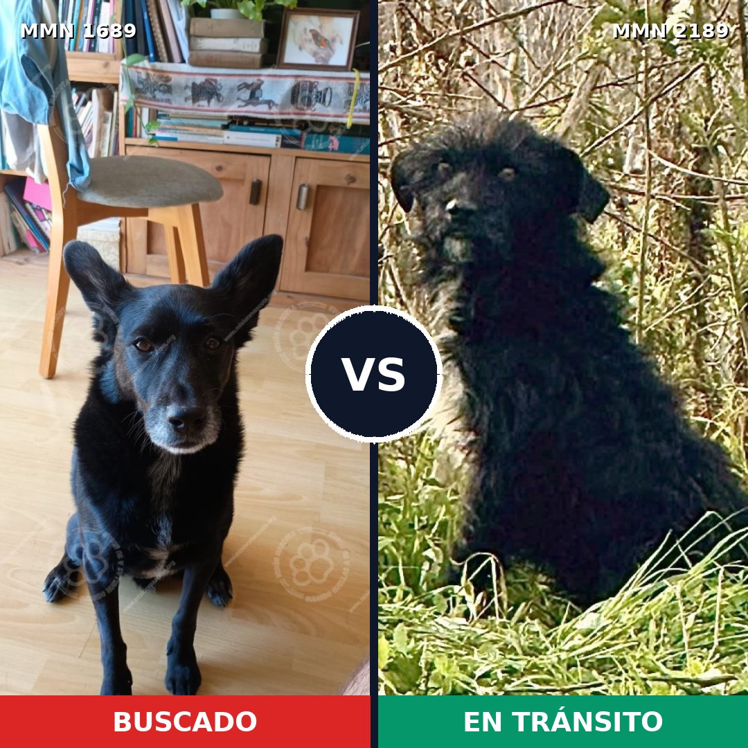 Comparativa MMS 65934: mascota perdida y mascota encontrada, 78% de similitud