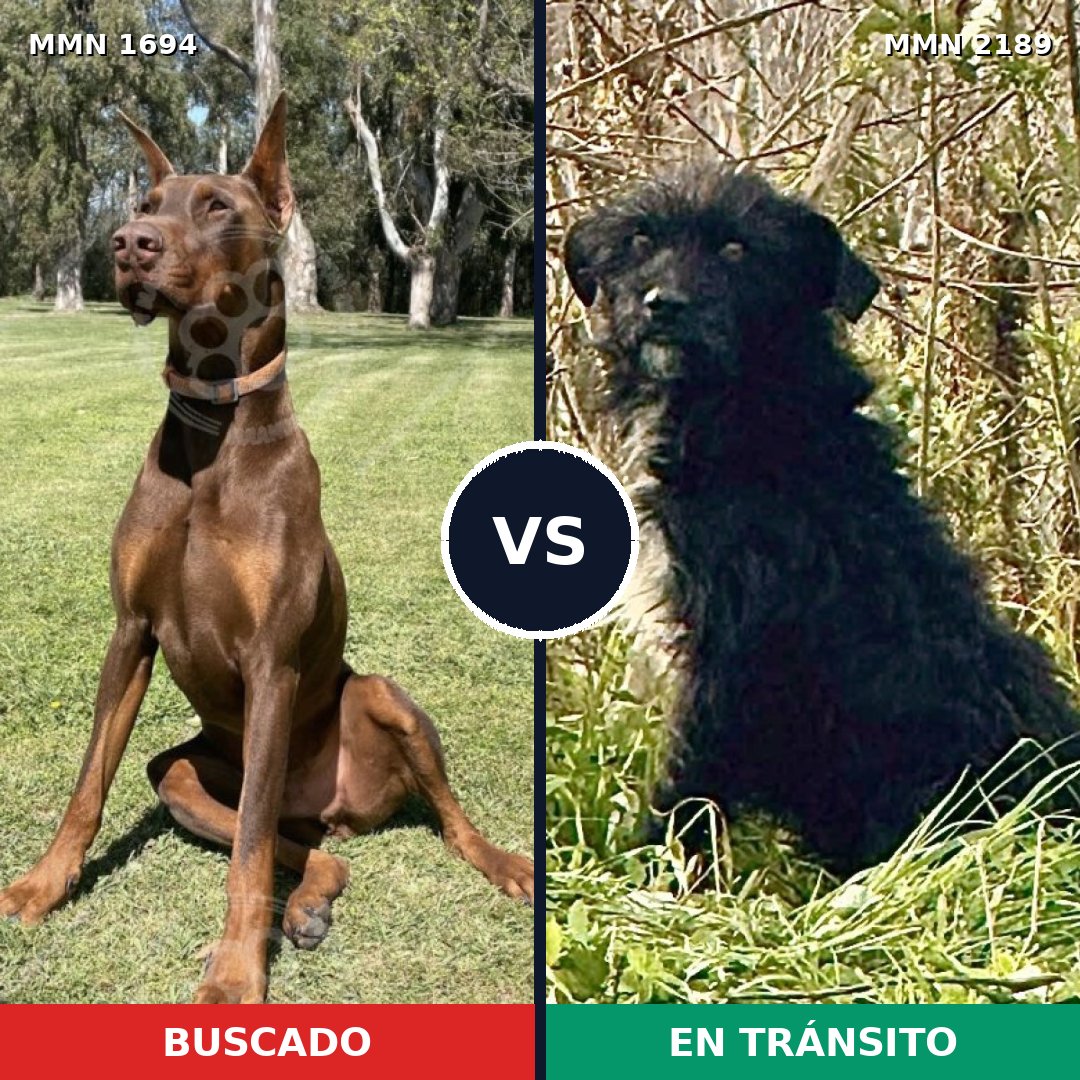 Comparativa MMS 65935: mascota perdida y mascota encontrada, 44% de similitud