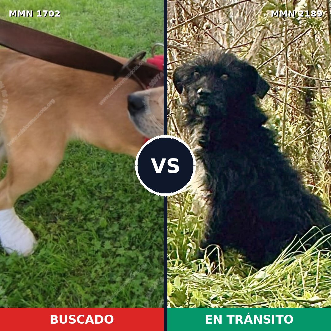 Comparativa MMS 65936: mascota perdida y mascota encontrada, 70% de similitud