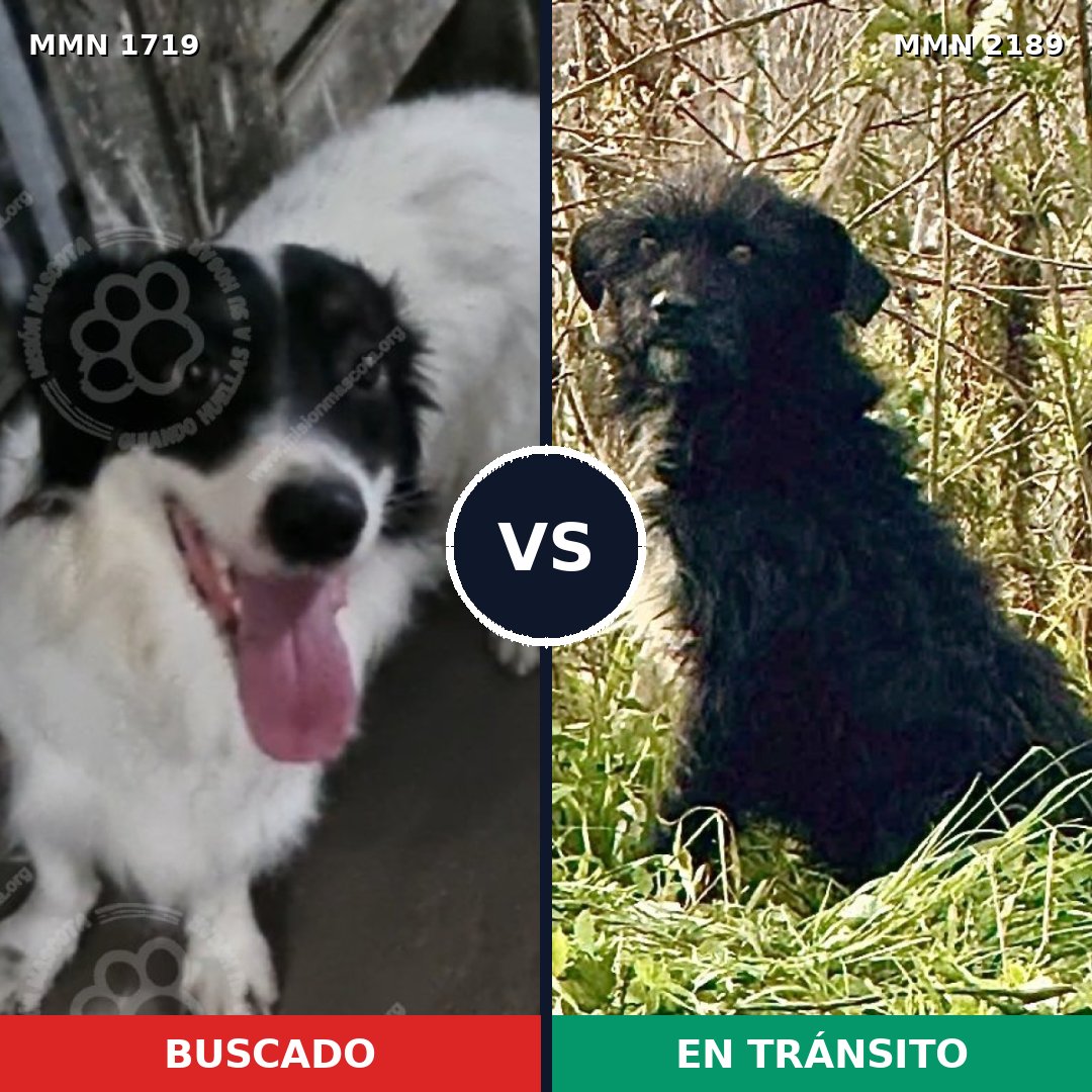 Comparativa MMS 65937: mascota perdida y mascota encontrada, 81% de similitud