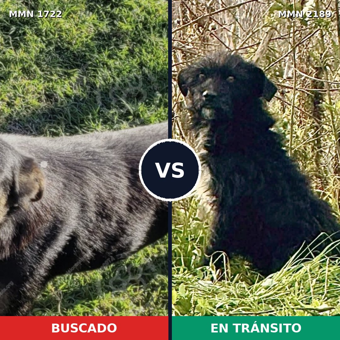 Comparativa MMS 65938: mascota perdida y mascota encontrada, 81% de similitud