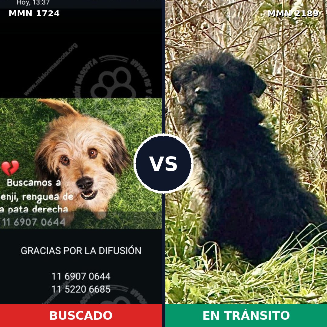 Comparativa MMS 65939: mascota perdida y mascota encontrada, 55% de similitud