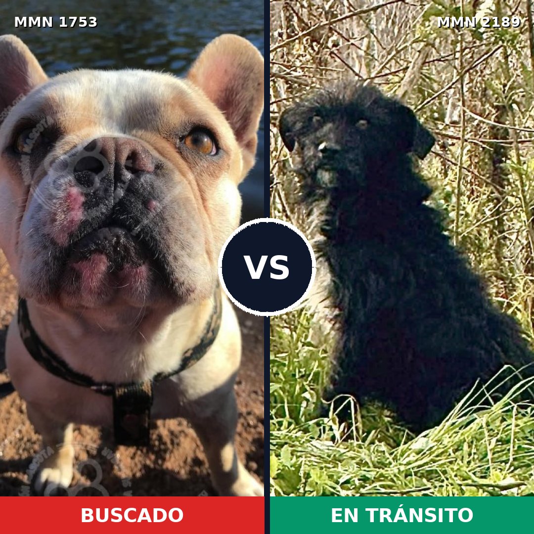 Comparativa MMS 65940: mascota perdida y mascota encontrada, 34% de similitud