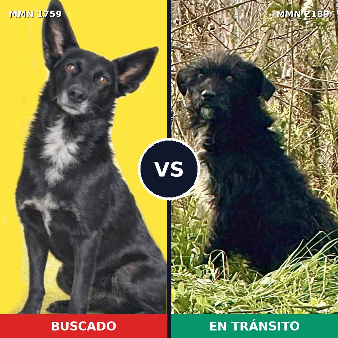 Comparativa MMS 65941: mascota perdida y mascota encontrada, 80% de similitud