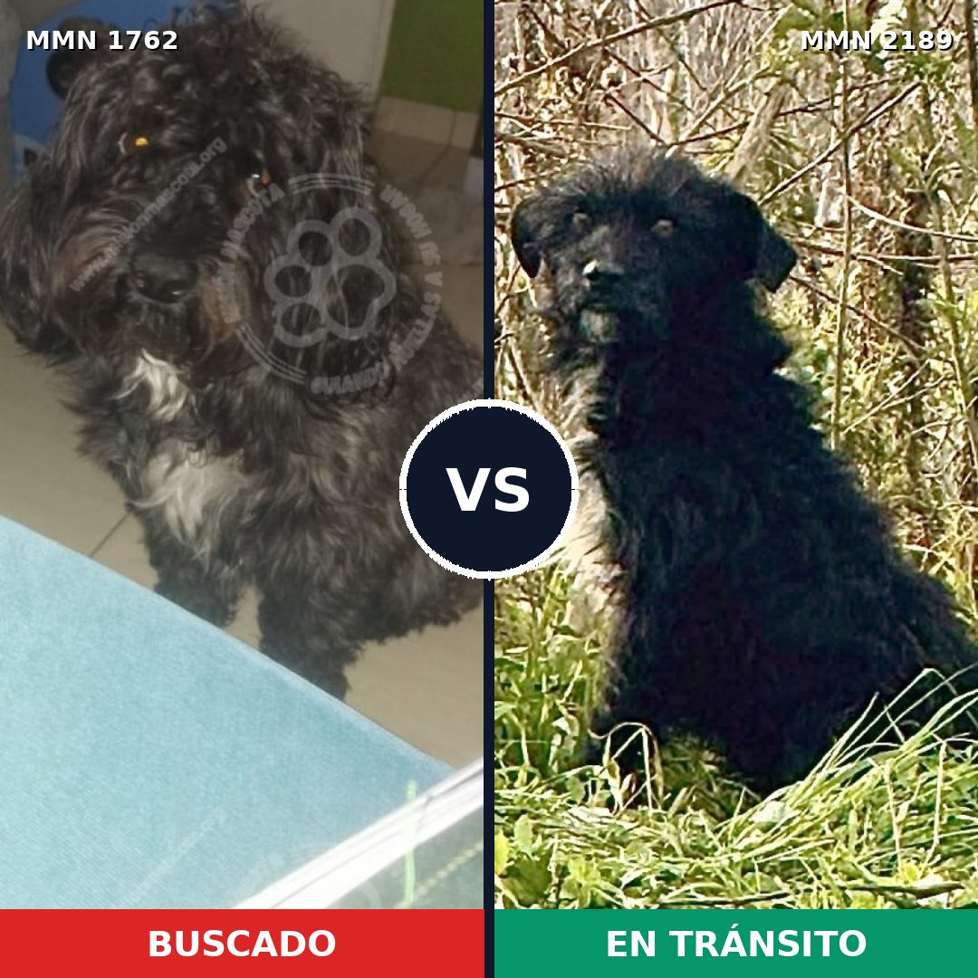 Comparativa MMS 65942: mascota perdida y mascota encontrada, 56% de similitud