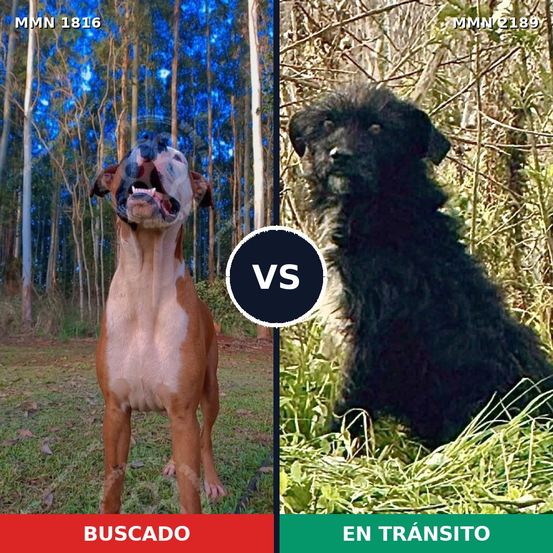 Comparativa MMS 65943: mascota perdida y mascota encontrada, 66% de similitud