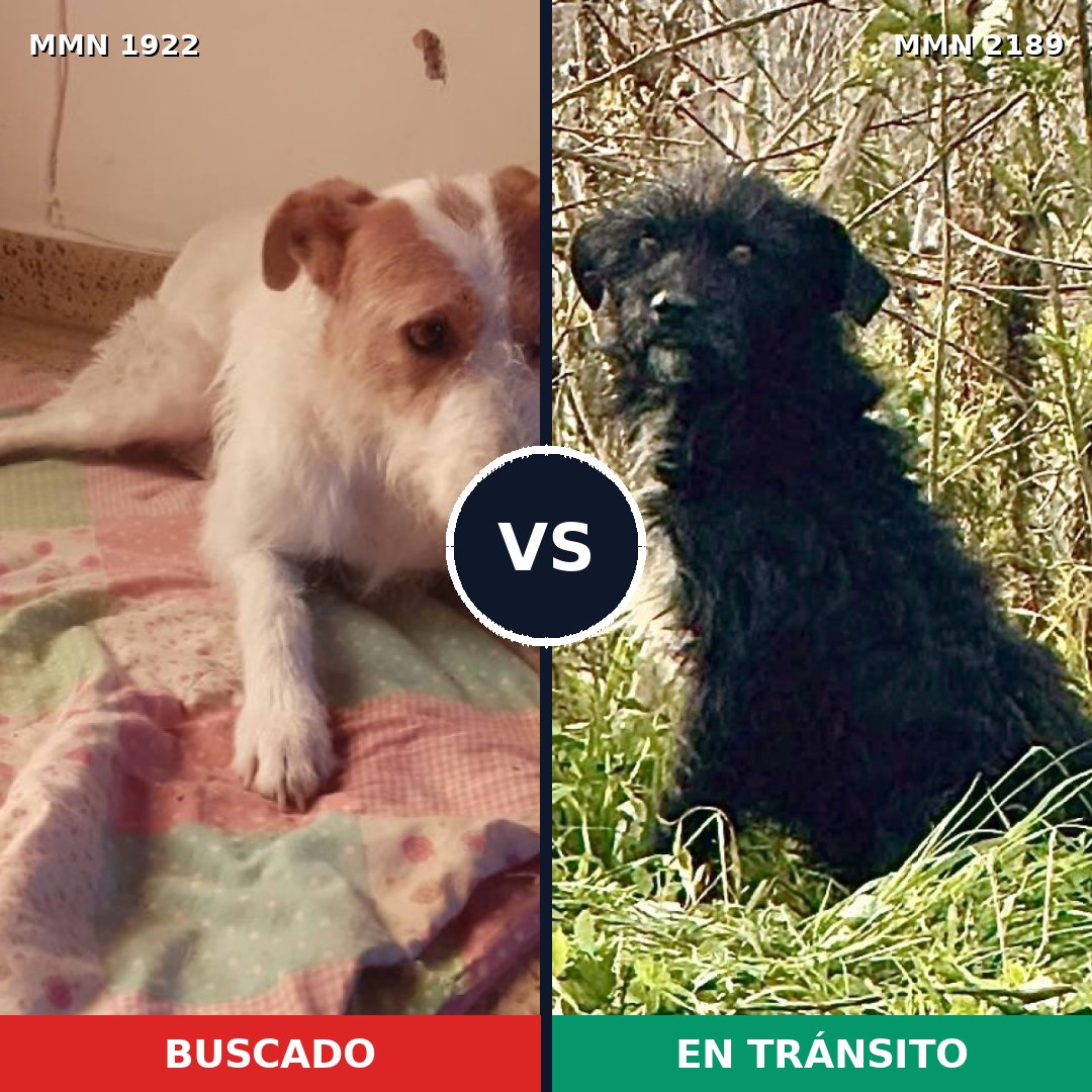 Comparativa MMS 65945: mascota perdida y mascota encontrada, 75% de similitud
