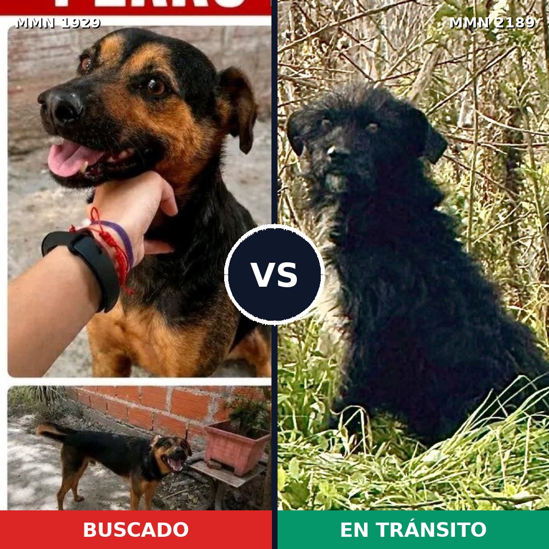 Comparativa MMS 65946: mascota perdida y mascota encontrada, 67% de similitud