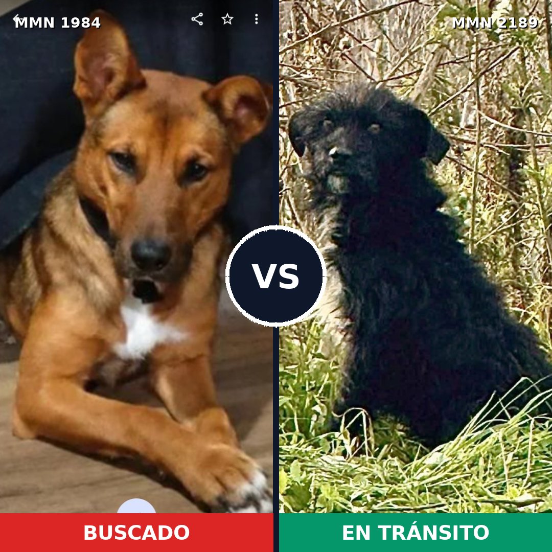 Comparativa MMS 65947: mascota perdida y mascota encontrada, 75% de similitud