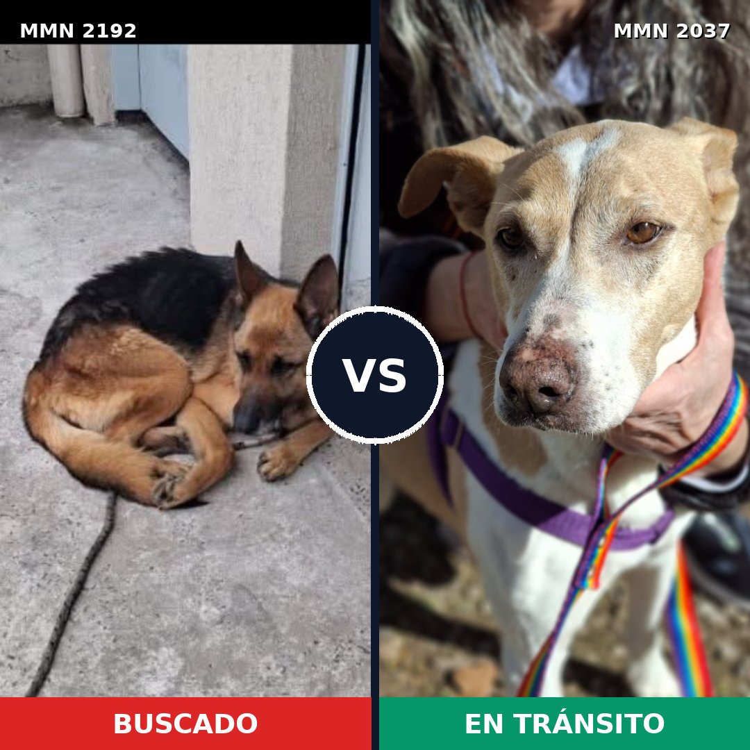 Comparativa MMS 65949: mascota perdida y mascota encontrada, 49% de similitud