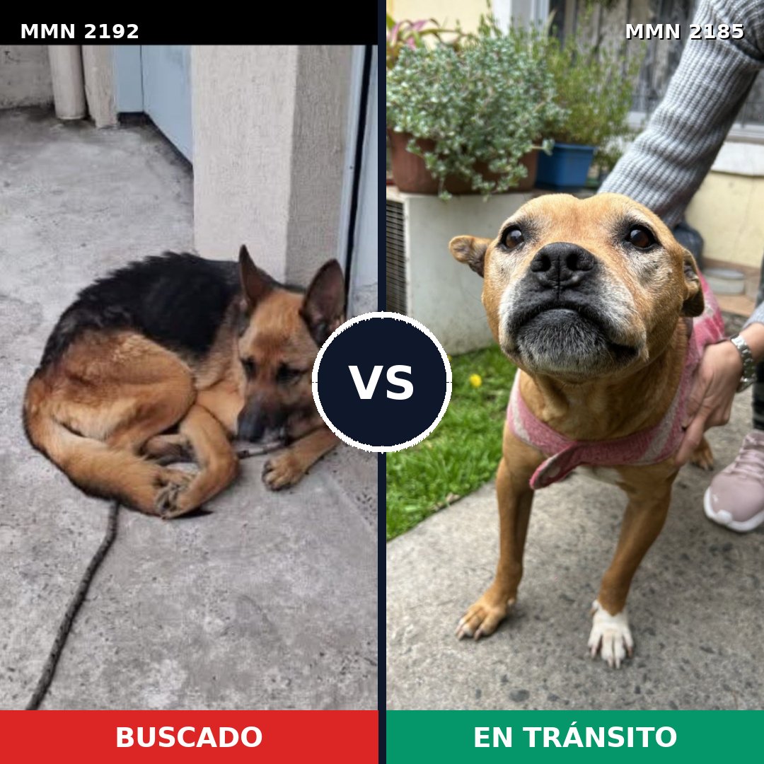 Comparativa MMS 65951: mascota perdida y mascota encontrada, 49% de similitud