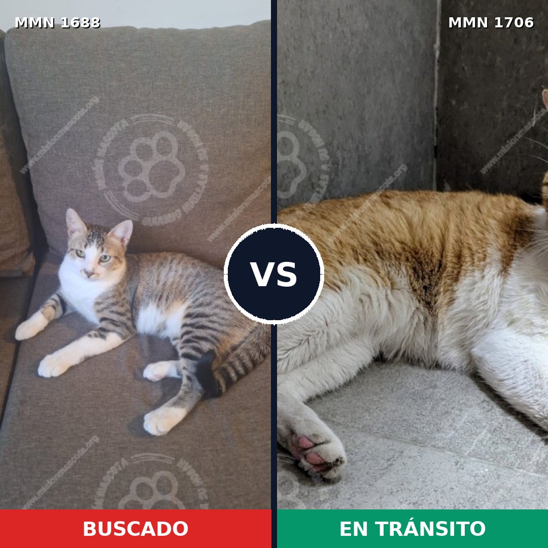 Comparativa MMS 65952: mascota perdida y mascota encontrada, 63% de similitud