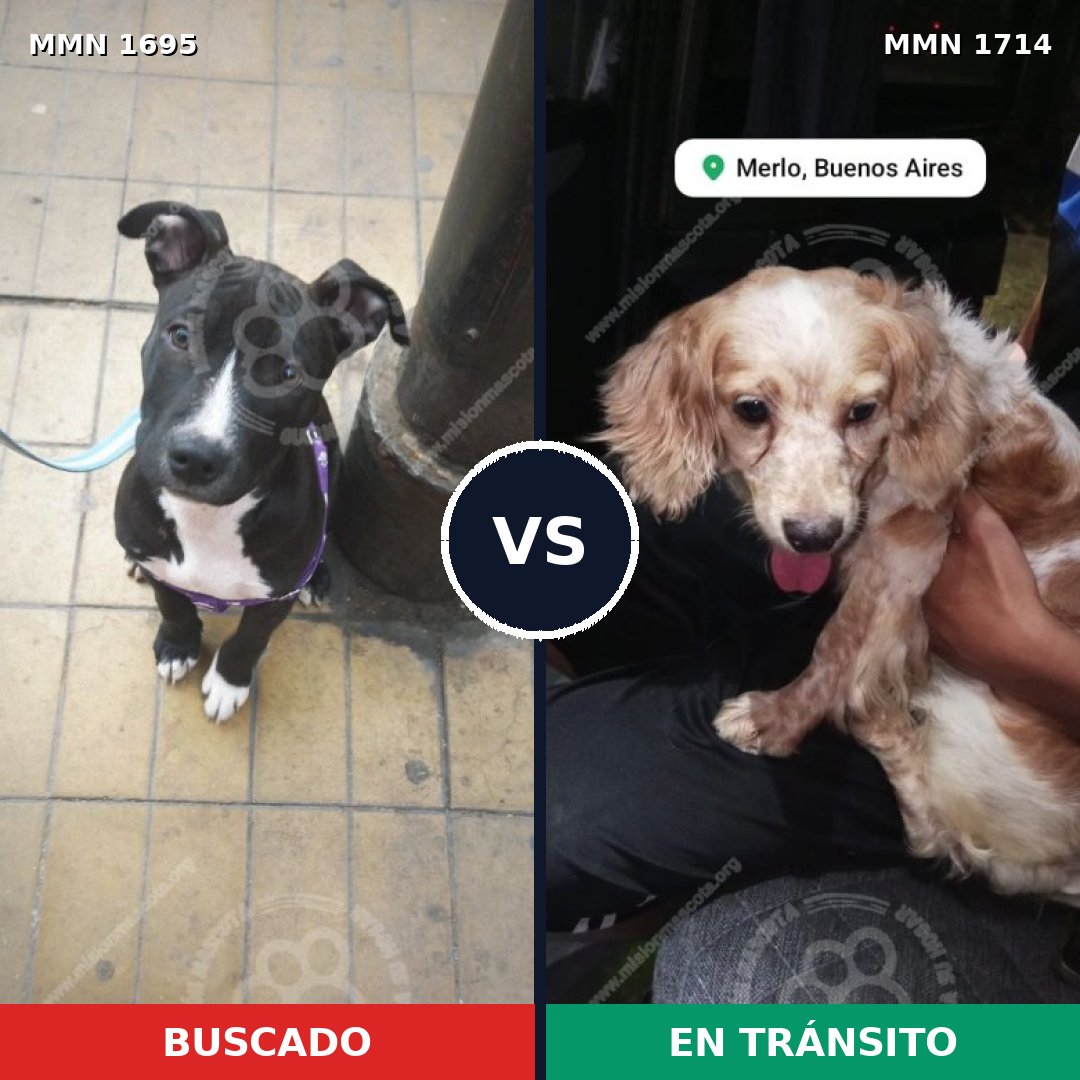 Comparativa MMS 65953: mascota perdida y mascota encontrada, 29% de similitud
