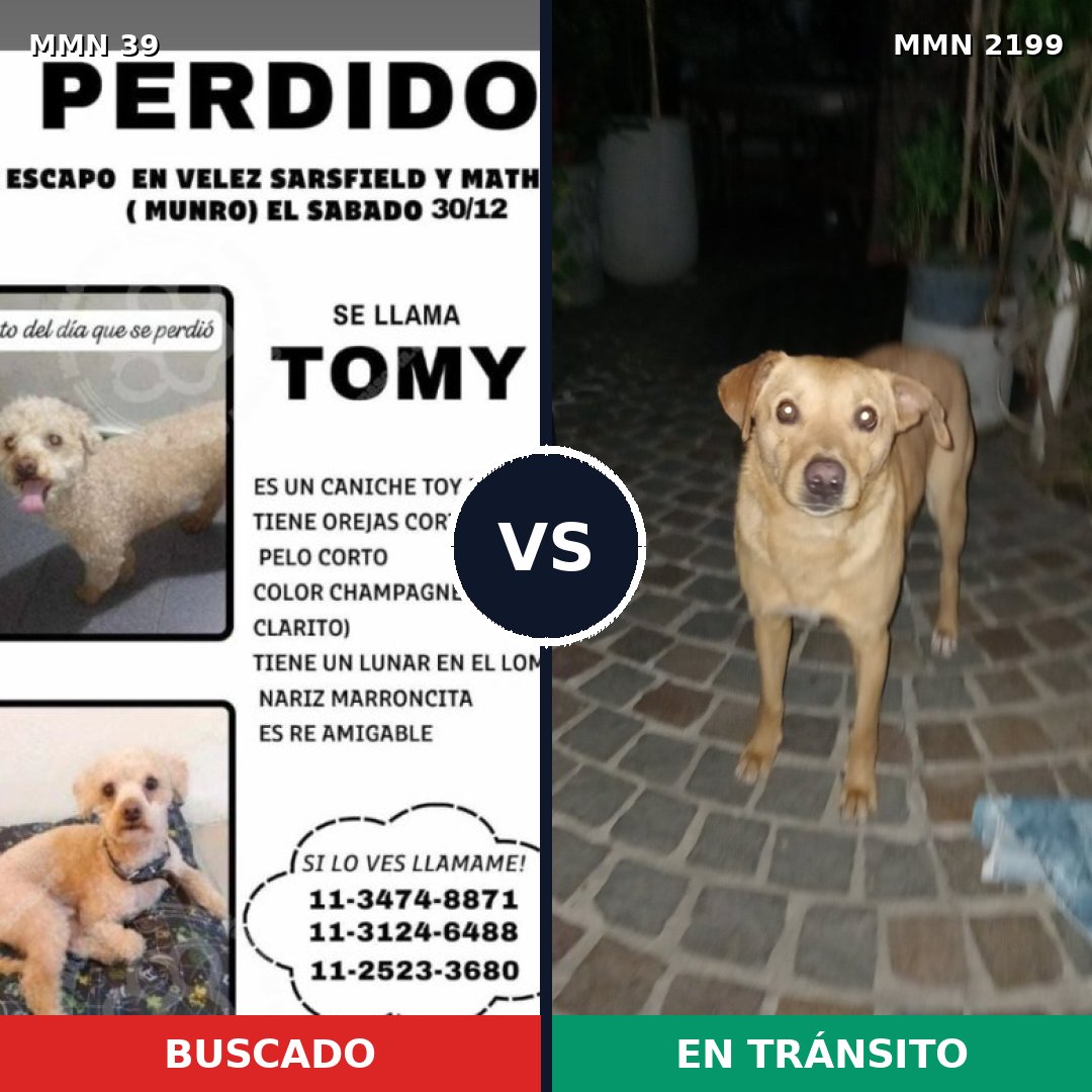 Comparativa MMS 65954: mascota perdida y mascota encontrada, 23% de similitud