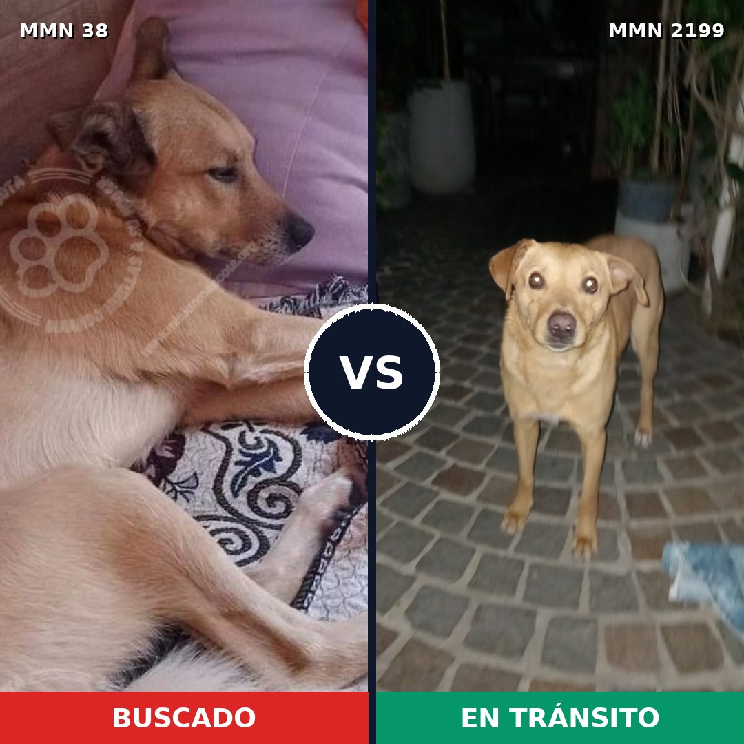 Comparativa MMS 65955: mascota perdida y mascota encontrada, 70% de similitud