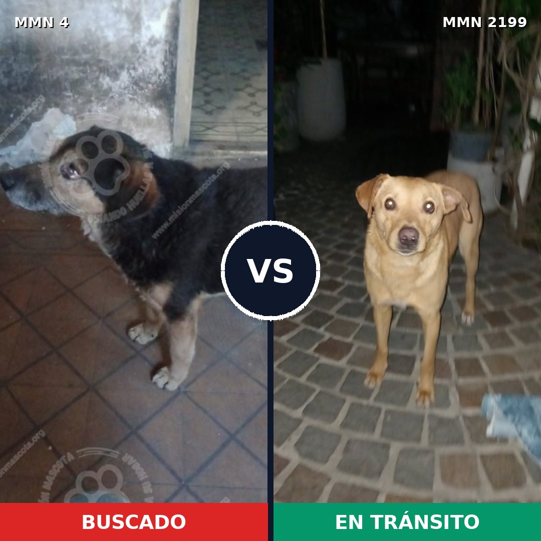 Comparativa MMS 65956: mascota perdida y mascota encontrada, 60% de similitud