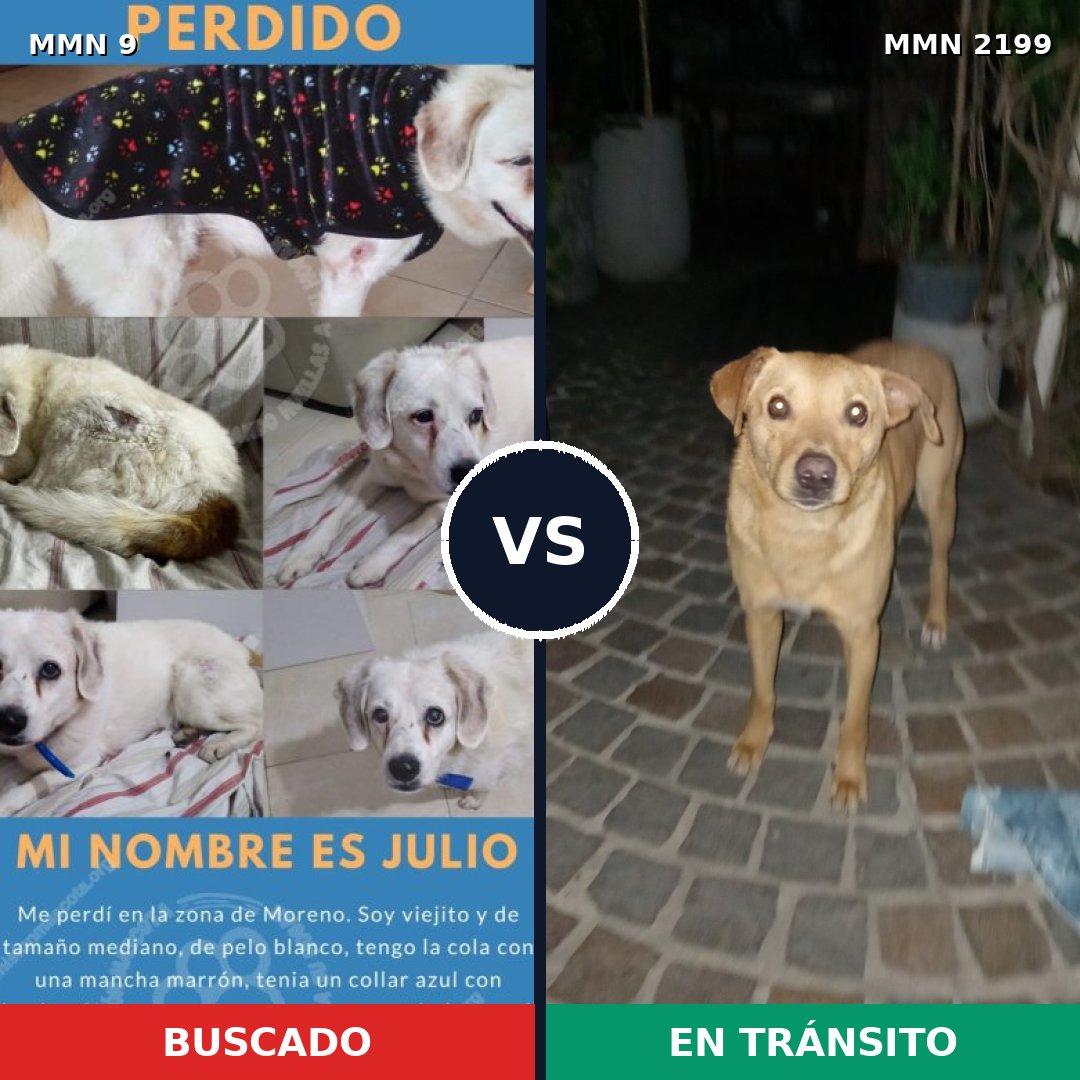 Comparativa MMS 65958: mascota perdida y mascota encontrada, 67% de similitud