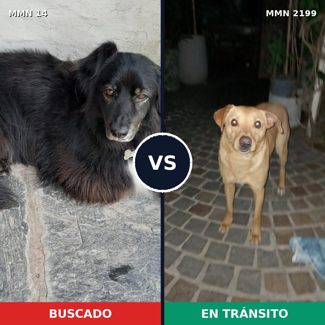 Comparativa MMS 65960: mascota perdida y mascota encontrada, 59% de similitud