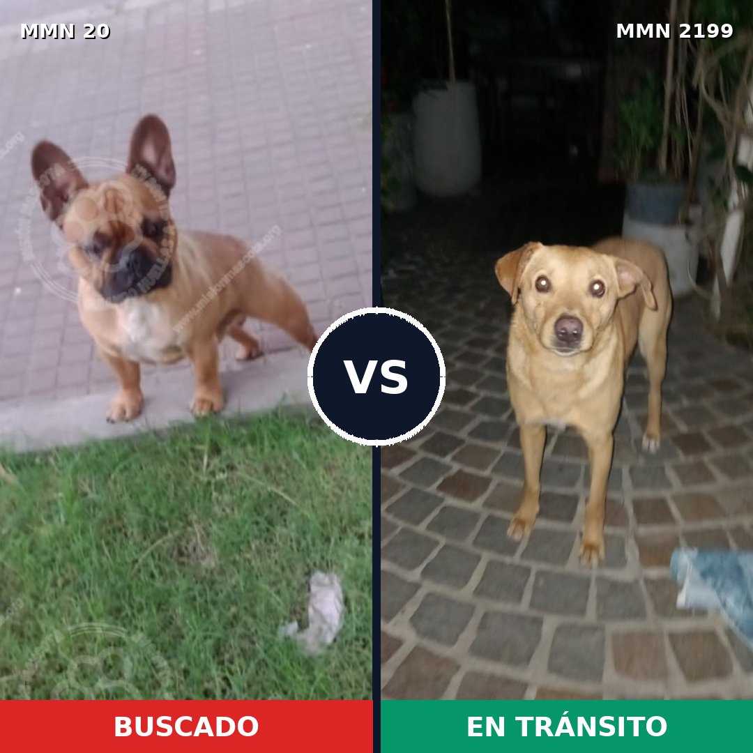 Comparativa MMS 65961: mascota perdida y mascota encontrada, 40% de similitud