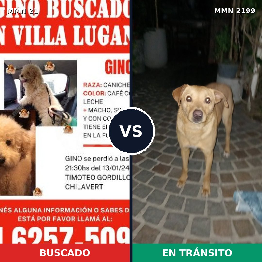 Comparativa MMS 65962: mascota perdida y mascota encontrada, 38% de similitud