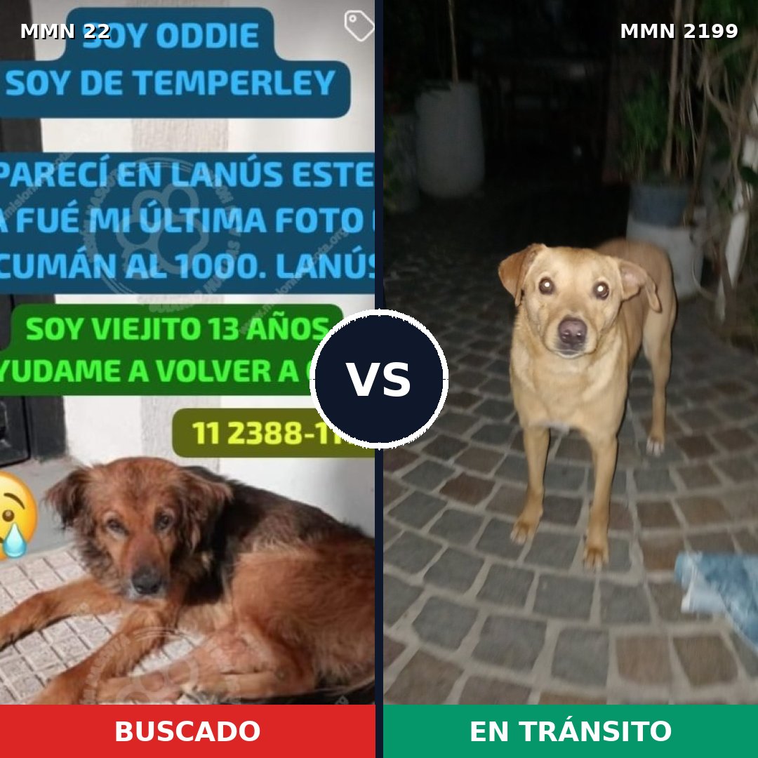 Comparativa MMS 65963: mascota perdida y mascota encontrada, 60% de similitud