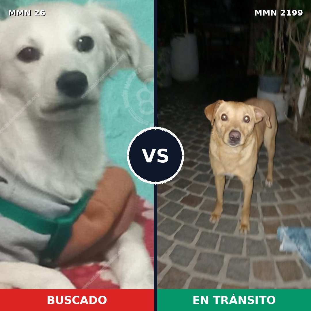 Comparativa MMS 65964: mascota perdida y mascota encontrada, 53% de similitud