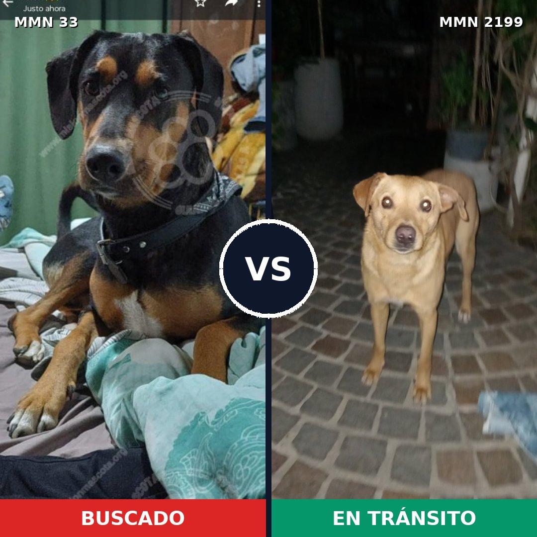 Comparativa MMS 65965: mascota perdida y mascota encontrada, 55% de similitud