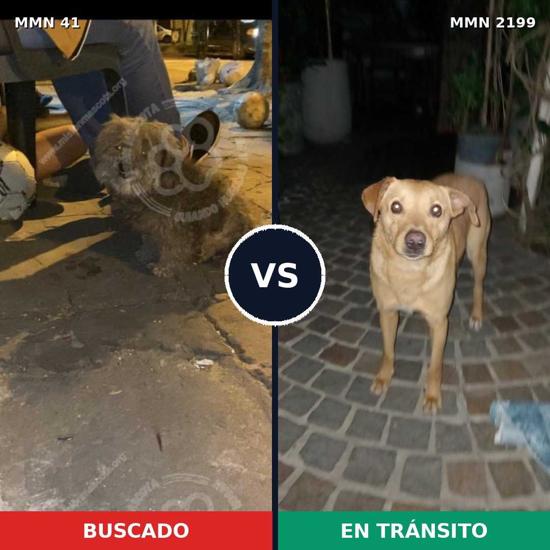 Comparativa MMS 65966: mascota perdida y mascota encontrada, 54% de similitud