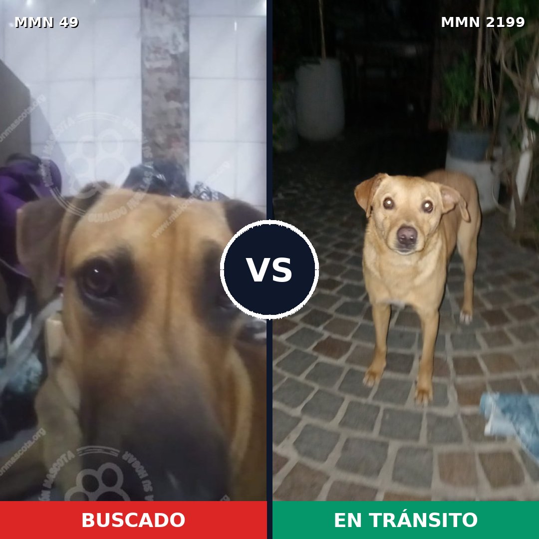 Comparativa MMS 65967: mascota perdida y mascota encontrada, 51% de similitud