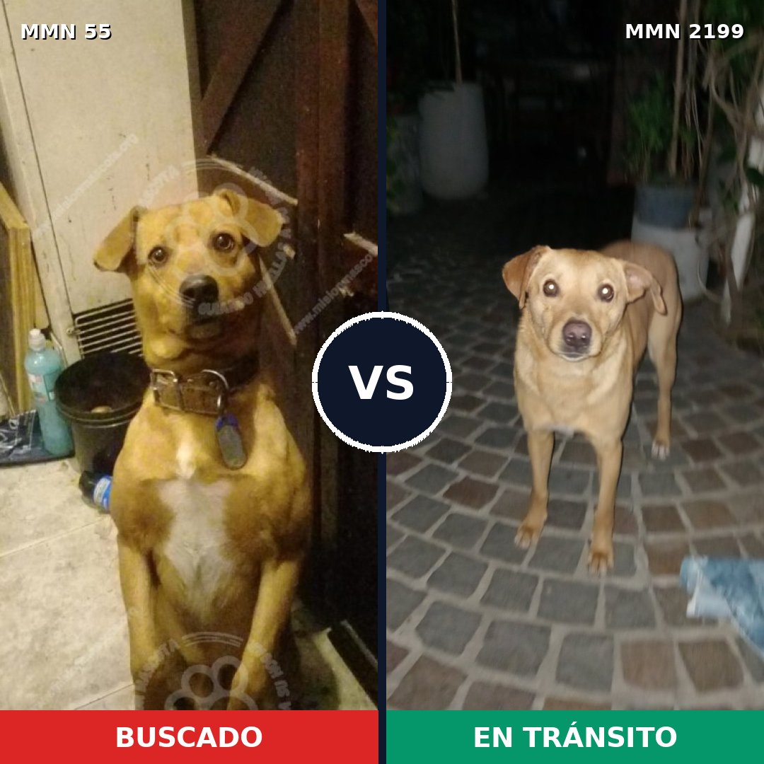 Comparativa MMS 65968: mascota perdida y mascota encontrada, 77% de similitud