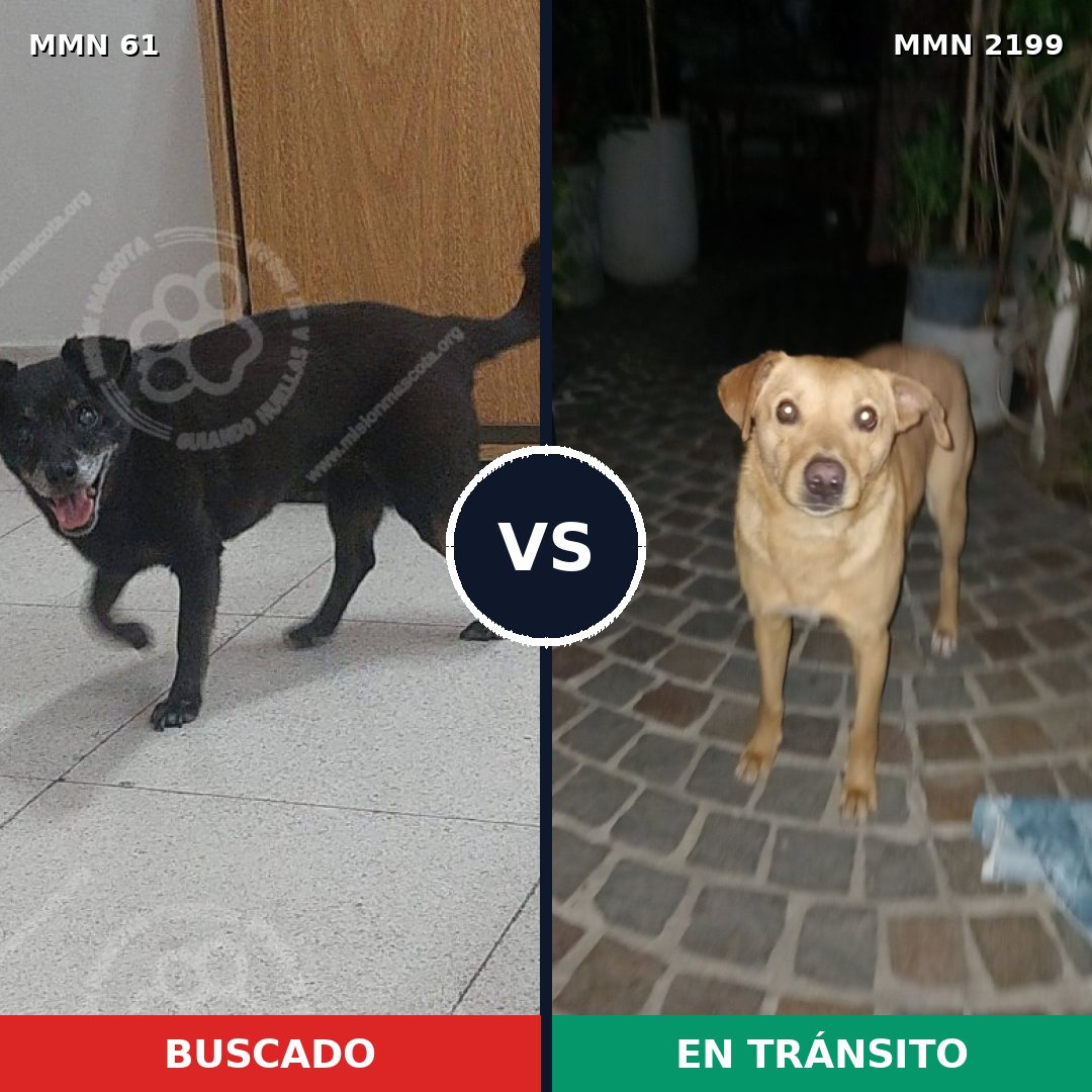 Comparativa MMS 65969: mascota perdida y mascota encontrada, 59% de similitud